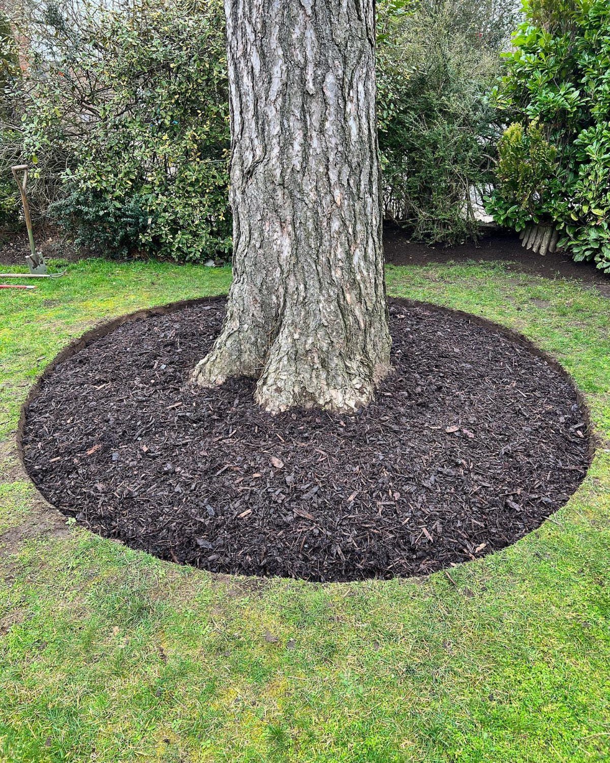 10 Around a Tree Ideas for Better Outdoor Spots 9 A large tree trunk surrounded by a circular bed of dark brown mulch on a green lawn.