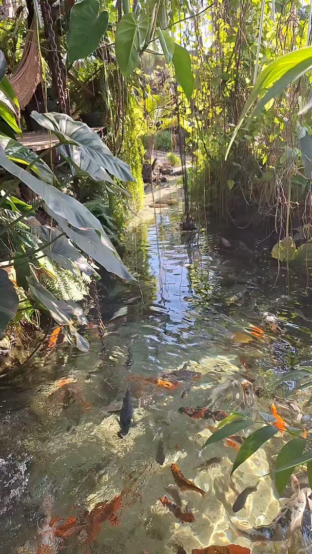 18 Big Backyard Garden Ideas for Every Budget 17 Koi fish swimming in a clear, narrow backyard pond surrounded by lush tropical greenery.