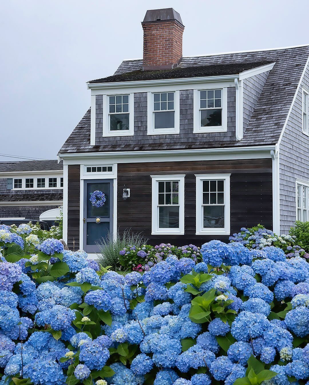 10 Cape Cod Front Yard Landscaping Ideas for Classic Charm 6 Blue hydrangeas in full bloom in front of a dark wood Cape Cod style house.