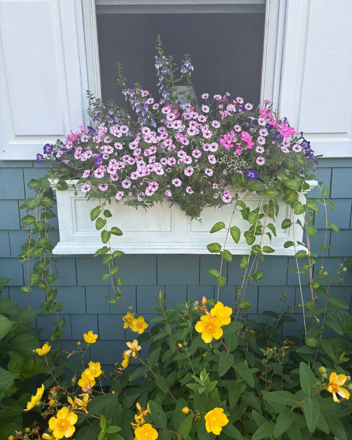 10 Cape Cod Front Yard Landscaping Ideas for Classic Charm 1 A white window box overflowing with pink and purple petunias mounted on a blue shingled house.
