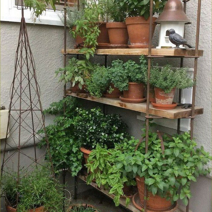 Metal tiered shelving unit filled with various green herbs in terracotta pots against a wall.