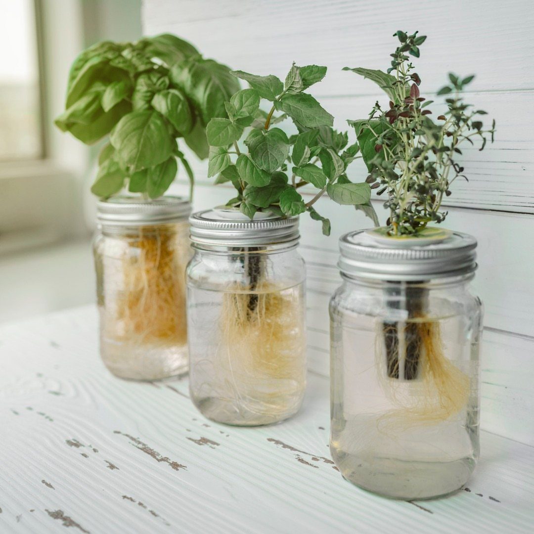 Three mason jars containing green herbs with visible roots submerged in water on white wood.