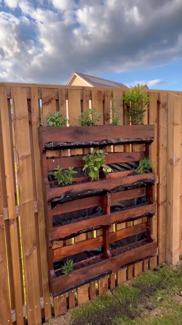 A dark wooden pallet garden with green herbs growing from the slats against a fence.