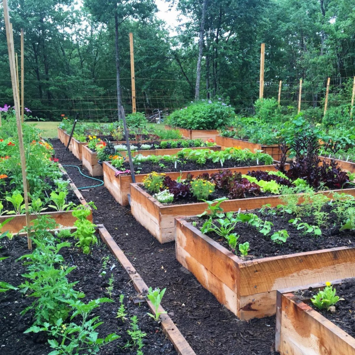 Wooden raised garden beds filled with green plants in a backyard garden setting.