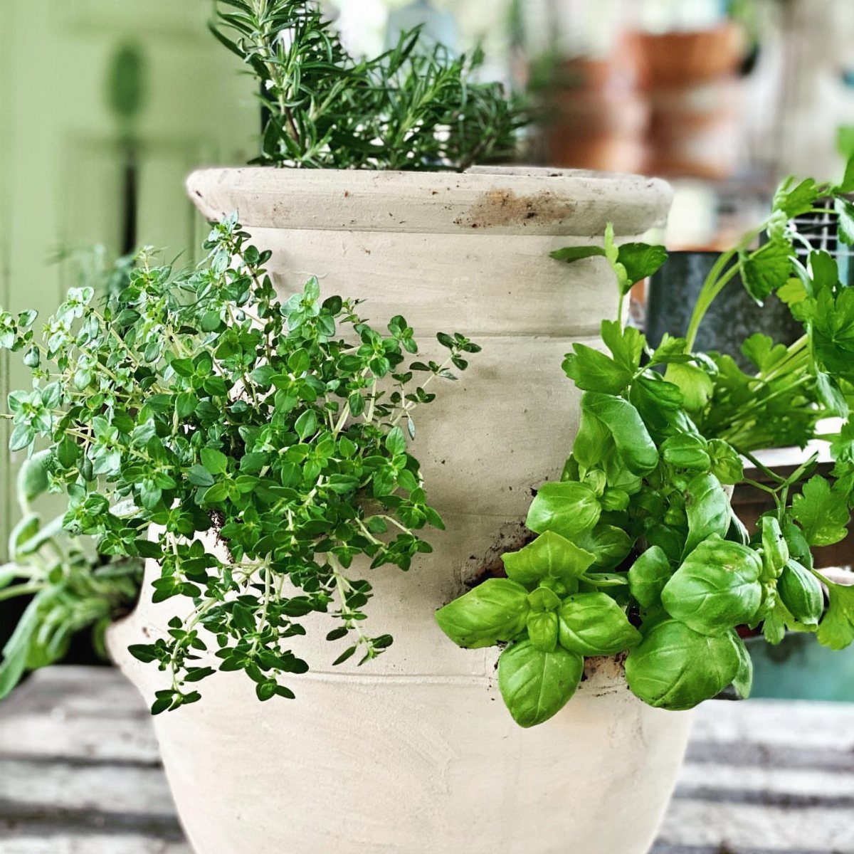 A white ceramic strawberry pot filled with various green herbs on a wooden table.