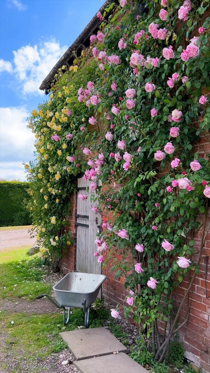 English Garden Front Yard: 11 Ideas for Curb Appeal 8 Climbing pink and yellow roses growing against a red brick wall next to a wooden door.