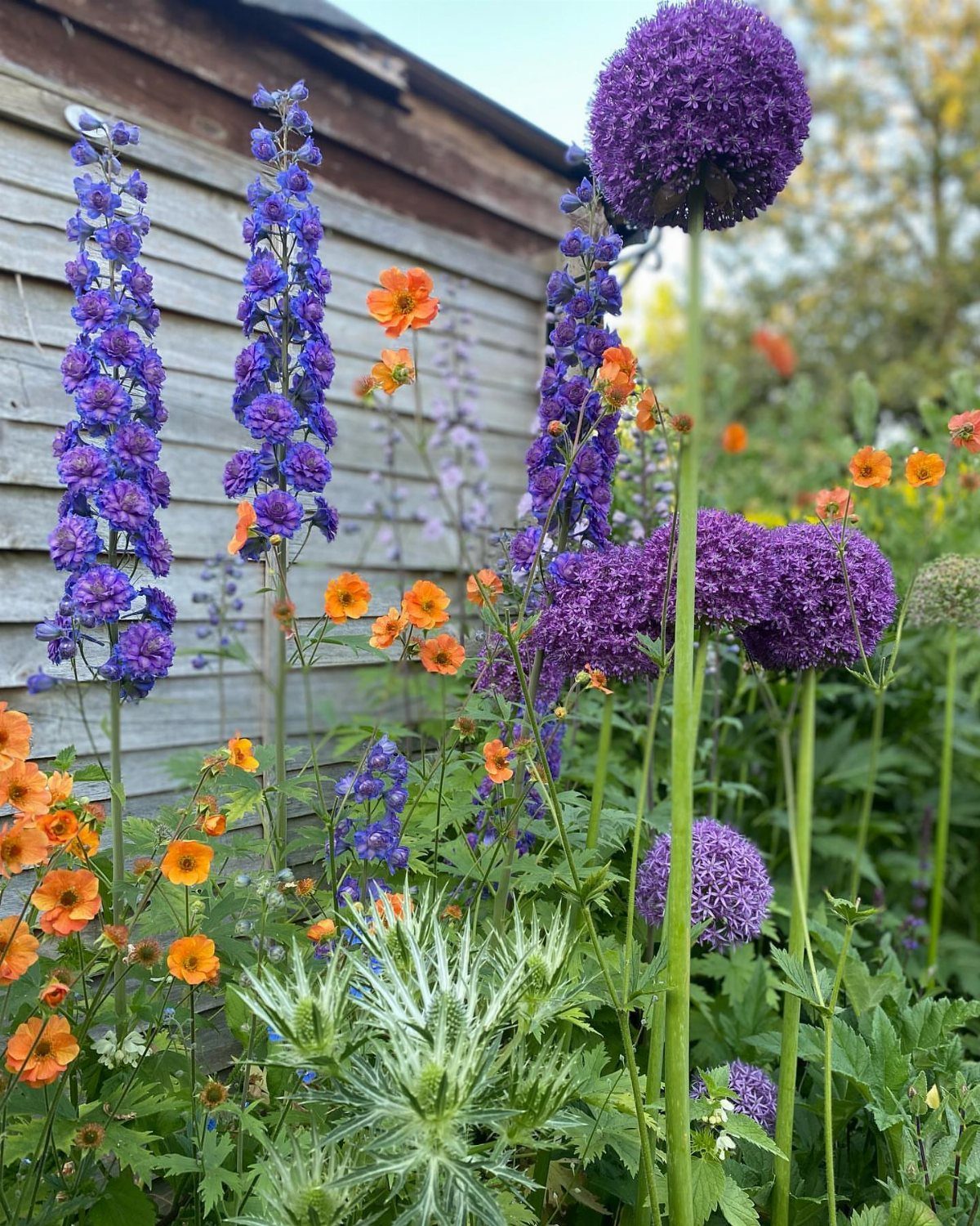 English Garden Front Yard: 11 Ideas for Curb Appeal 11 Purple delphiniums, alliums, and orange flowers growing densely in a lush garden setting.