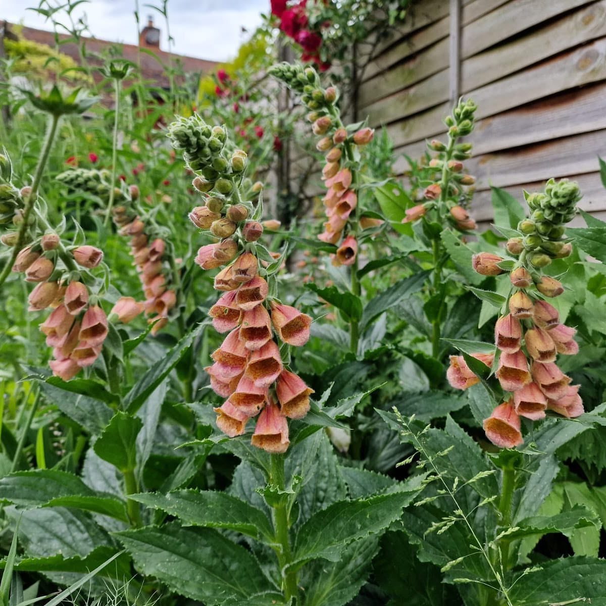 English Garden Front Yard: 11 Ideas for Curb Appeal 4 Peach foxglove flowers with bell-shaped blooms growing in a lush green garden.