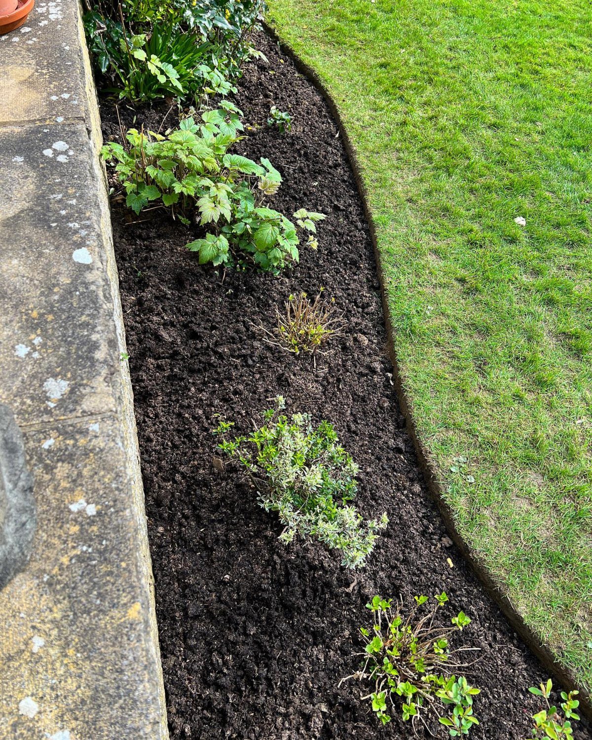 English Garden Front Yard: 11 Ideas for Curb Appeal 6 Dark brown mulch covers a curved garden bed containing small green plants next to grass.