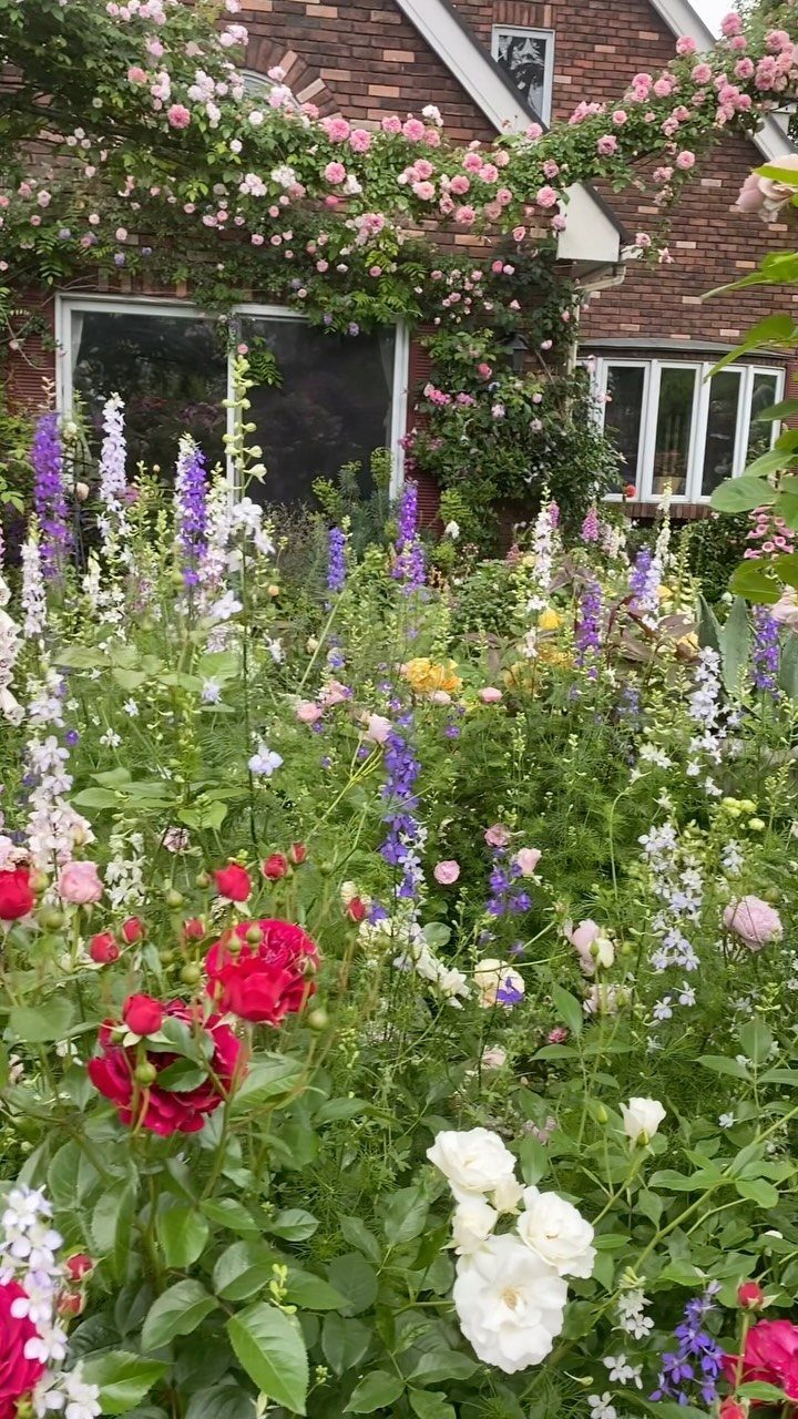 Colorful garden flowers including red and white roses and purple delphiniums in front of a brick house.