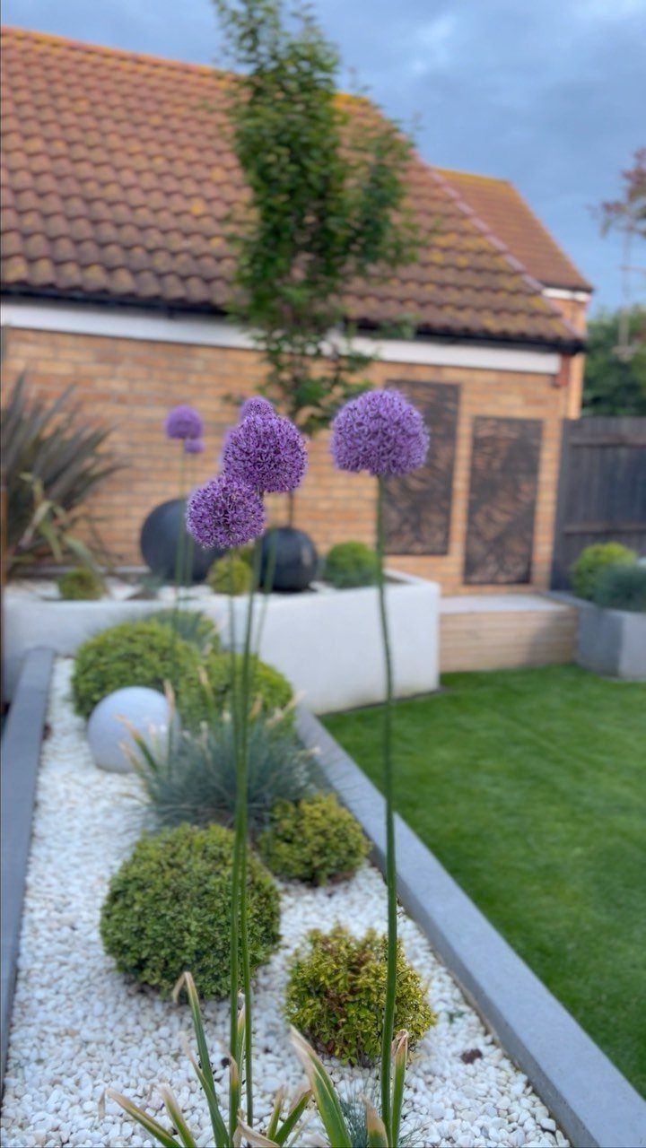 Purple allium flowers in a modern garden bed with white gravel, green shrubs, and ornamental grasses.