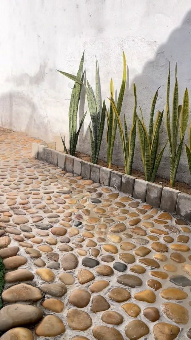 Smooth river stones embedded in a light walkway bordered by grey pavers and snake plants.