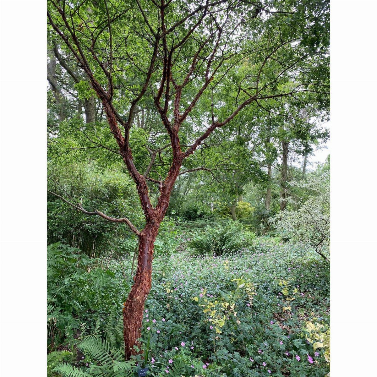 14 Garden Trees Ideas for Shade, Color and Privacy 9 A small tree with textured reddish bark stands amidst lush green garden foliage and ferns.