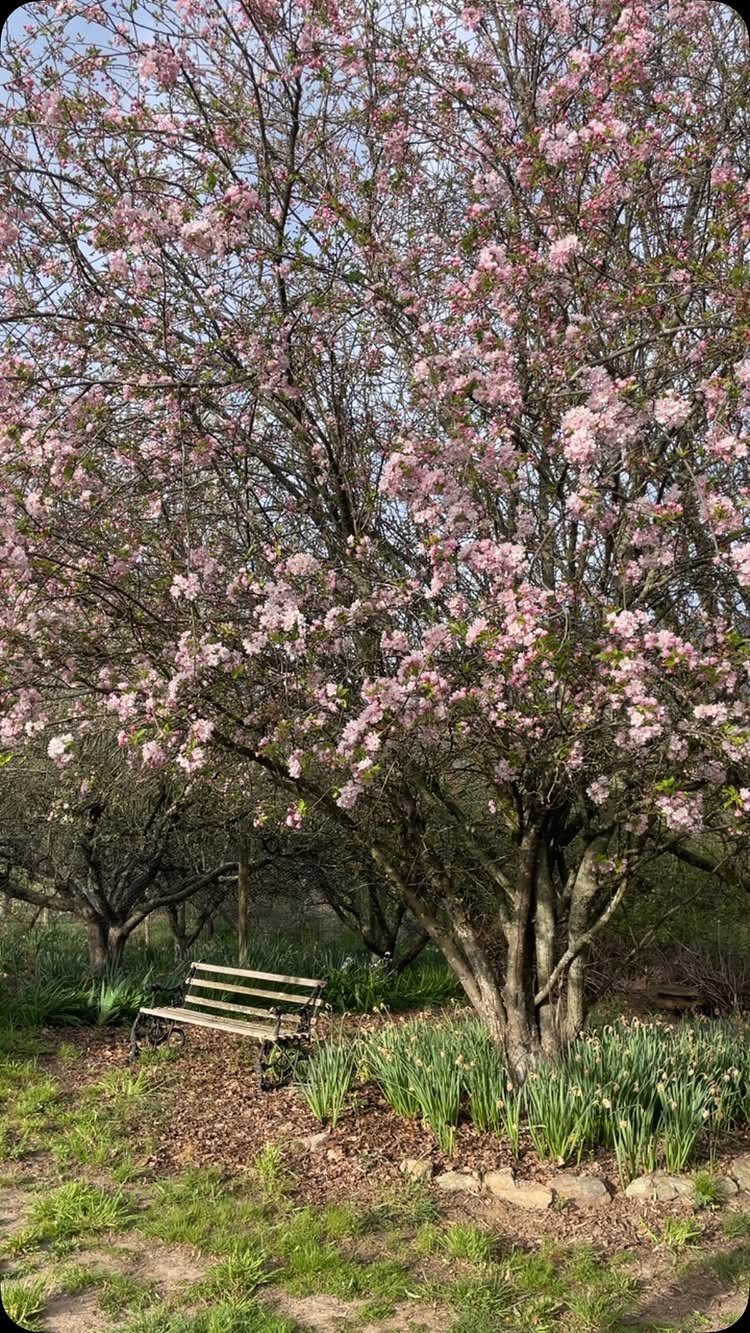 14 Garden Trees Ideas for Shade, Color and Privacy 6 A large tree with dense pink blossoms stands over a wooden garden bench.