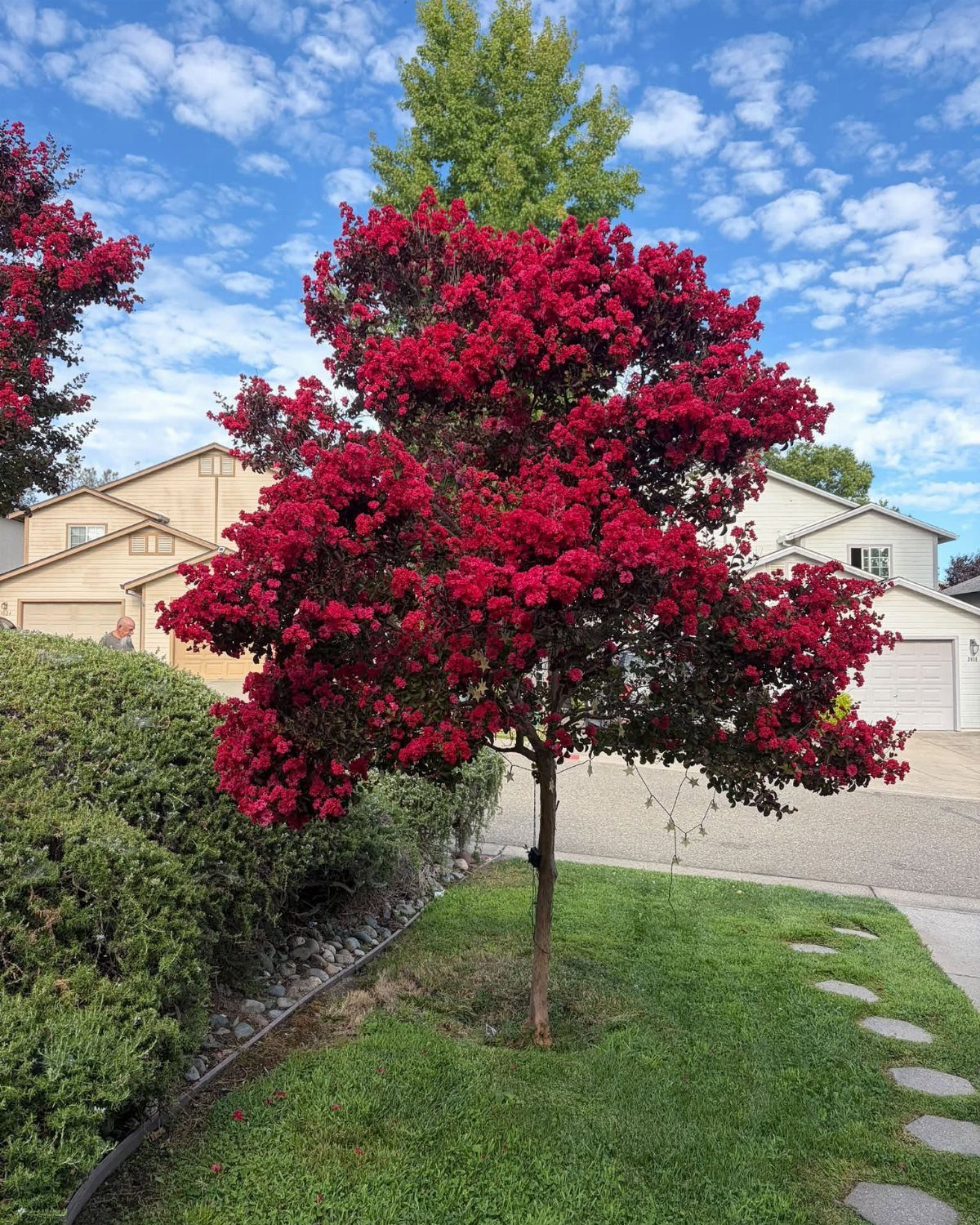 14 Garden Trees Ideas for Shade, Color and Privacy 4 A Crape Myrtle tree with bright red blossoms in a residential garden setting.
