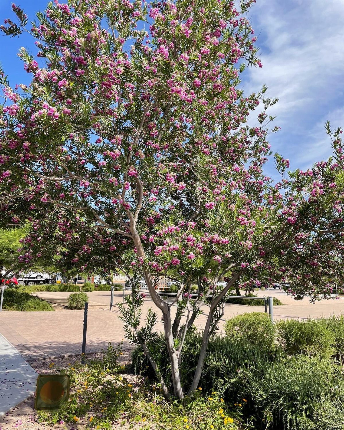 14 Garden Trees Ideas for Shade, Color and Privacy 10 A Desert Willow tree with pink flowers and narrow leaves growing in a sunny garden landscape.