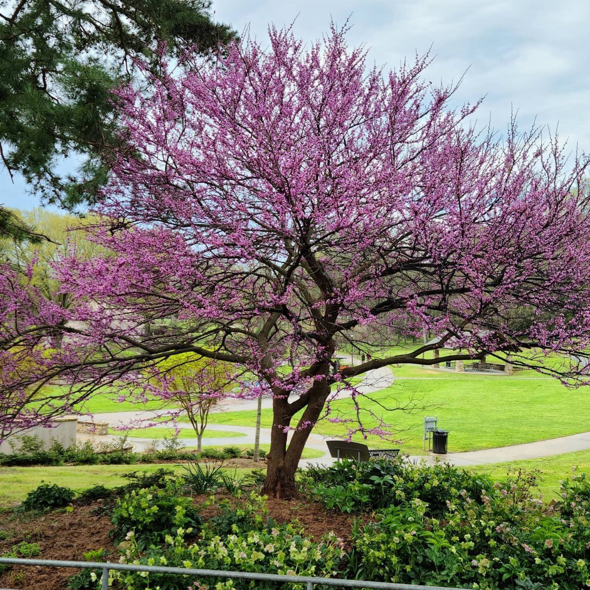 14 Garden Trees Ideas for Shade, Color and Privacy 1 A blooming Eastern Redbud tree with bright pink flowers in a lush green garden setting.
