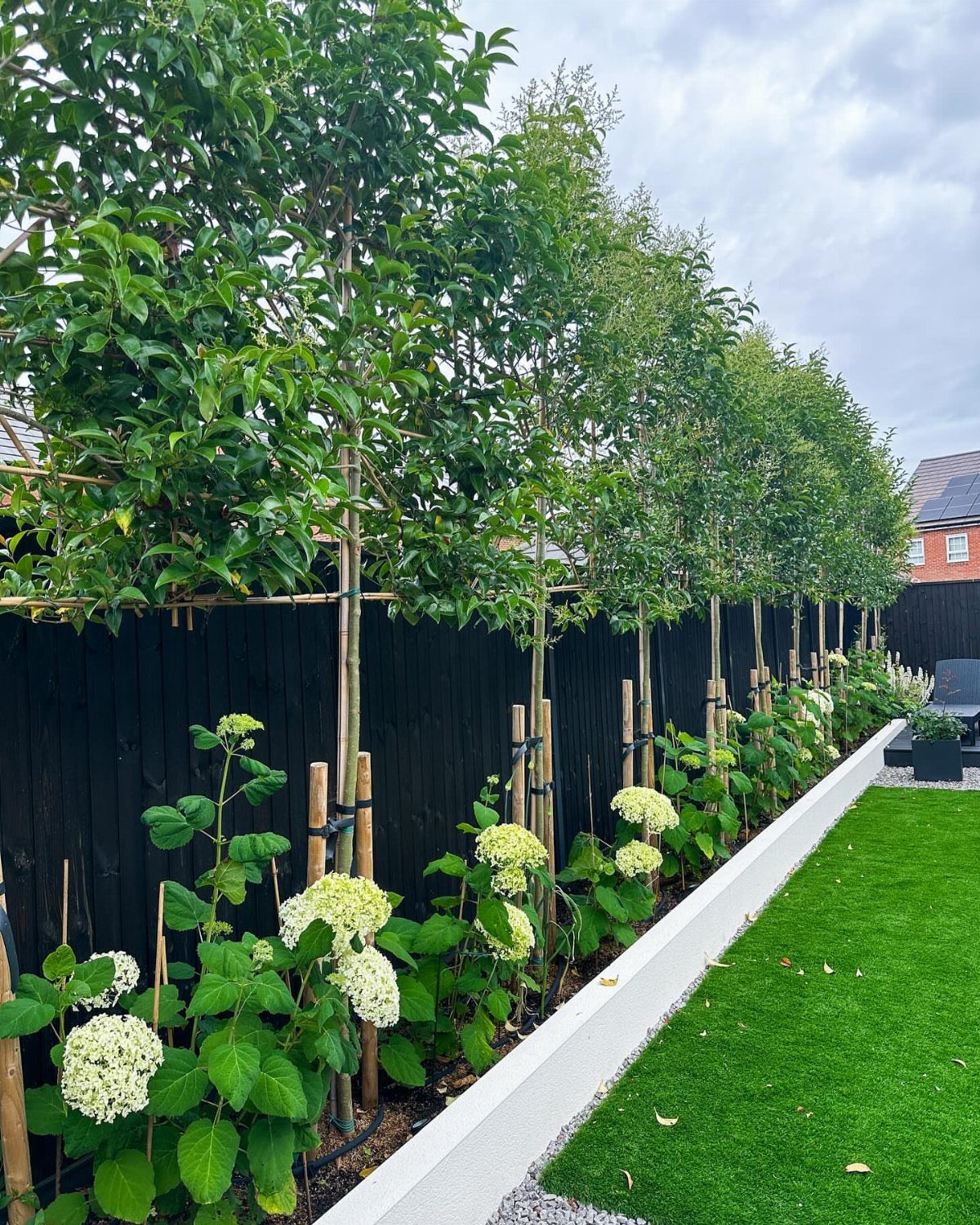 14 Garden Trees Ideas for Shade, Color and Privacy 7 Tall green trees planted in a row along a black fence with white hydrangeas below.