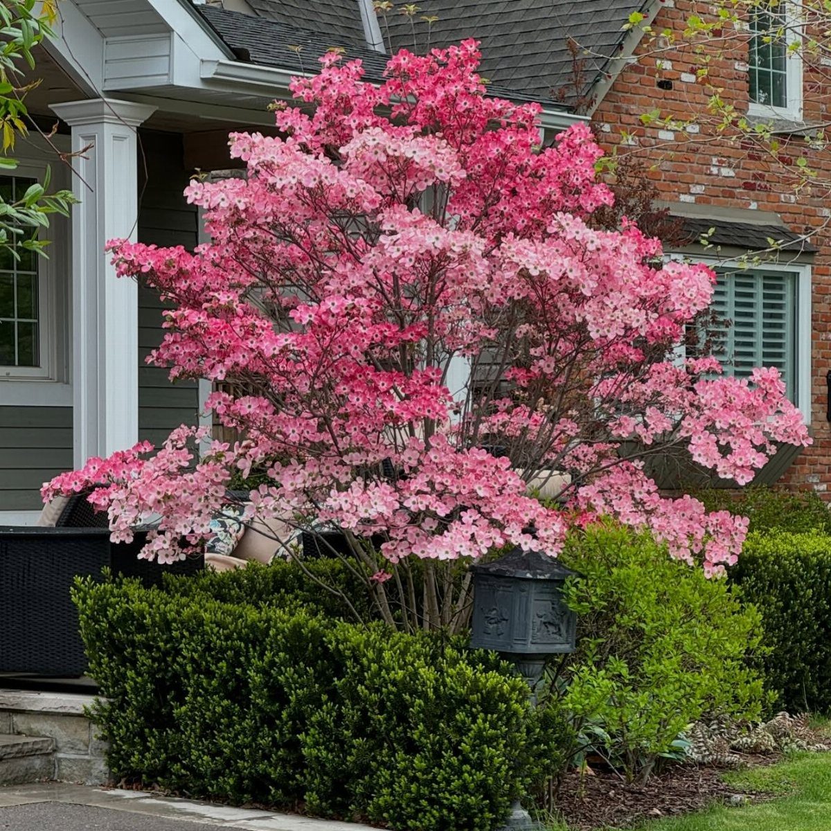 14 Garden Trees Ideas for Shade, Color and Privacy 3 Pink flowering tree with dense blossoms growing in a garden next to a house.