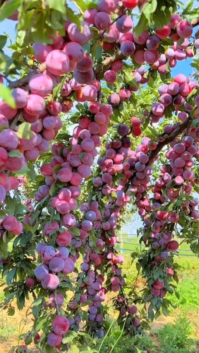 14 Garden Trees Ideas for Shade, Color and Privacy 8 Plums hanging in heavy clusters from a tree branch with green leaves.