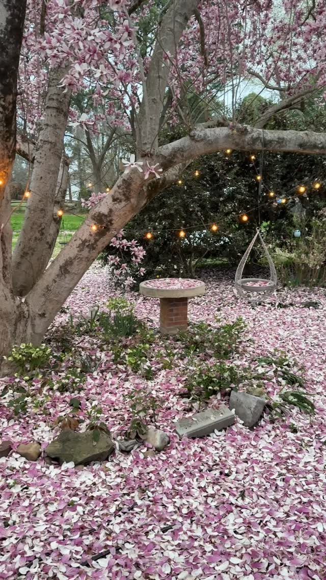 14 Garden Trees Ideas for Shade, Color and Privacy 12 Pink flowering tree with a thick carpet of fallen petals covering the garden ground.