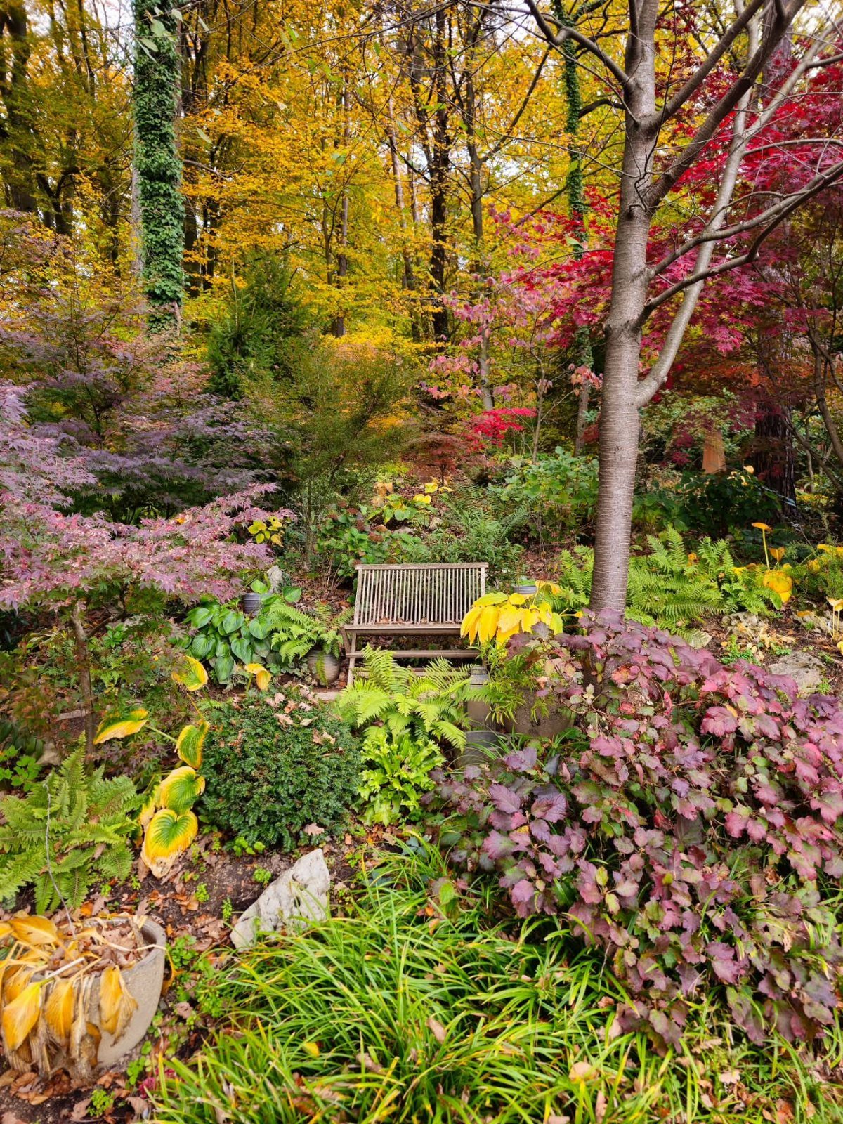 14 Garden Trees Ideas for Shade, Color and Privacy 14 A wooden garden bench surrounded by trees and plants with vibrant autumn foliage.