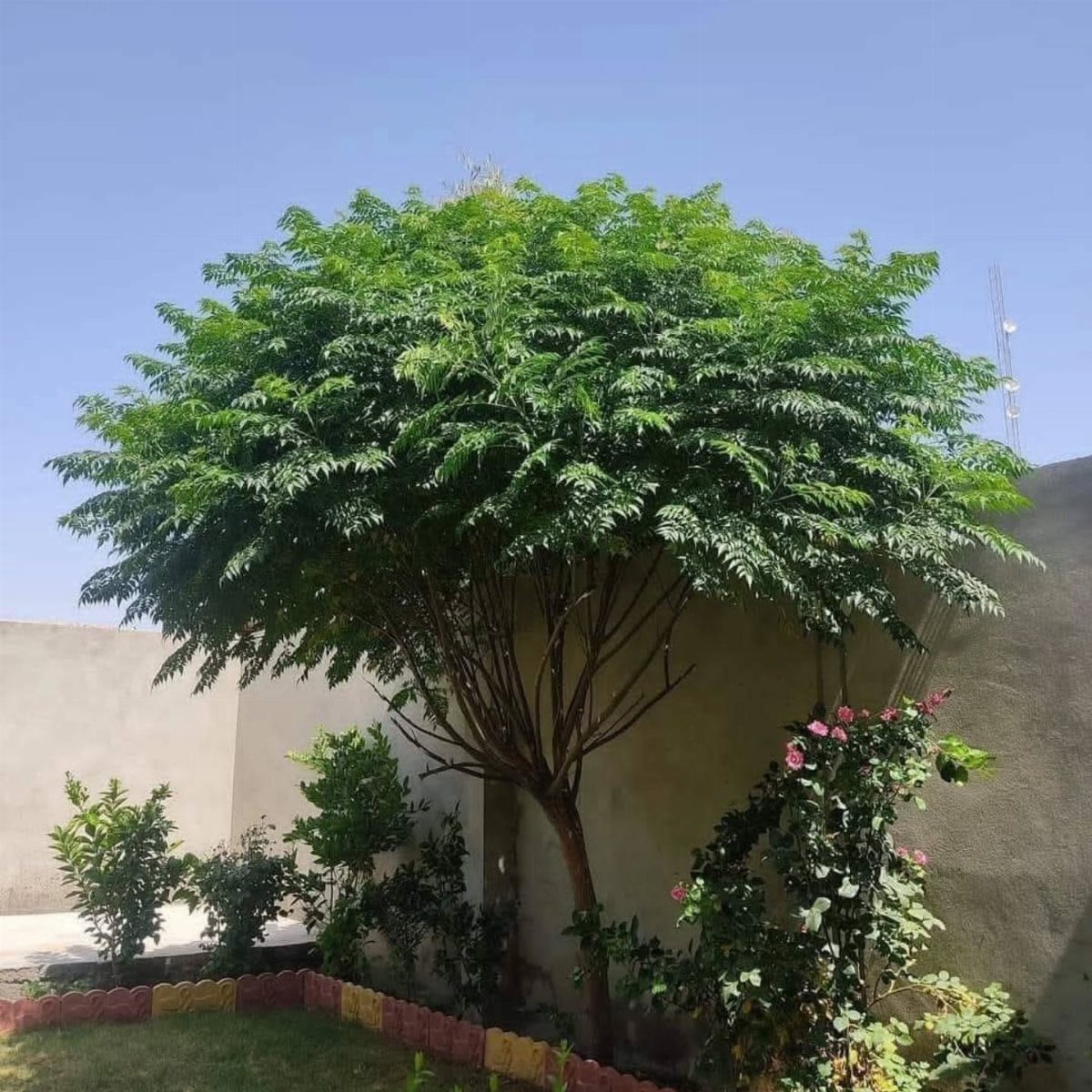 14 Garden Trees Ideas for Shade, Color and Privacy 5 A large green tree with a wide, spreading canopy grows in a garden against a wall.