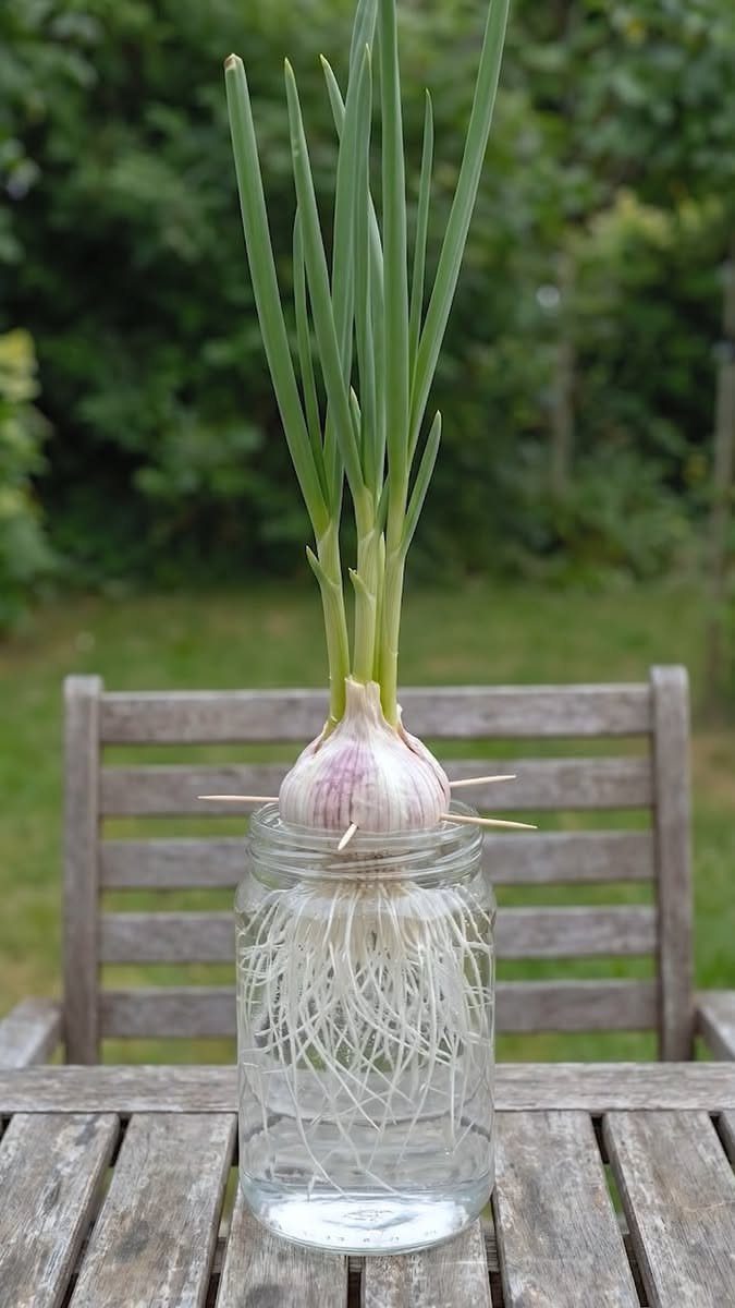 Chive bulb with green stalks and white roots growing in a glass jar.