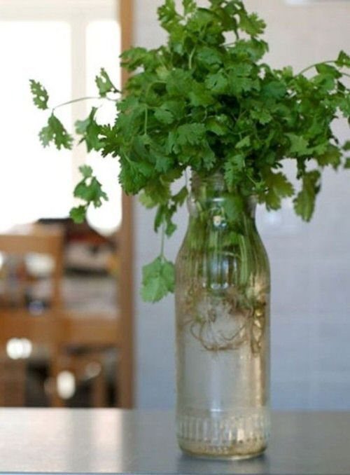 Cilantro stems with white roots growing in a clear glass bottle of water.