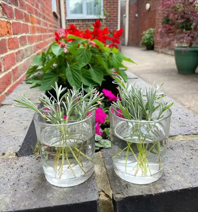 Lavender cuttings rooting in two clear glass jars of water on a stone ledge.