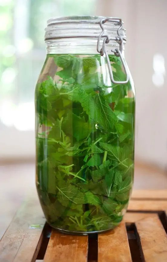 Green herb stems submerged in water inside a glass jar on wood.