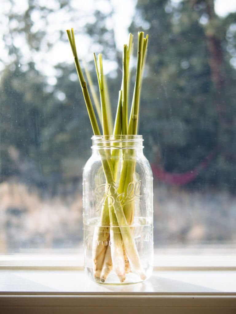 Lemongrass stalks with white roots growing in water inside a glass mason jar.