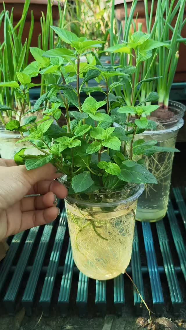Mint stems with green leaves and long white roots growing in a clear cup of water.