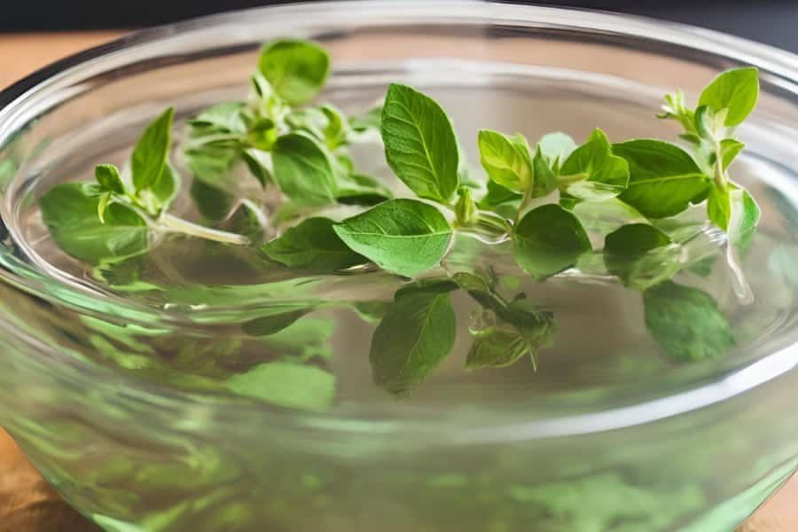 Oregano cuttings with green leaves floating in a clear glass bowl of water.