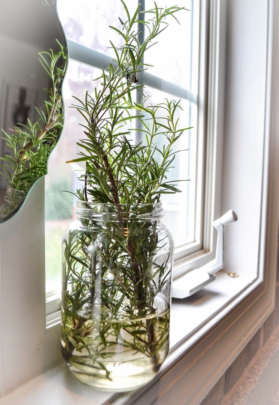 Rosemary stems with green leaves growing in a glass jar of water on a windowsill.