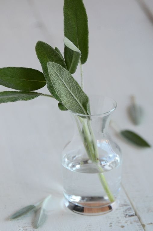 Sage stems with green leaves growing in a small clear glass vase of water.