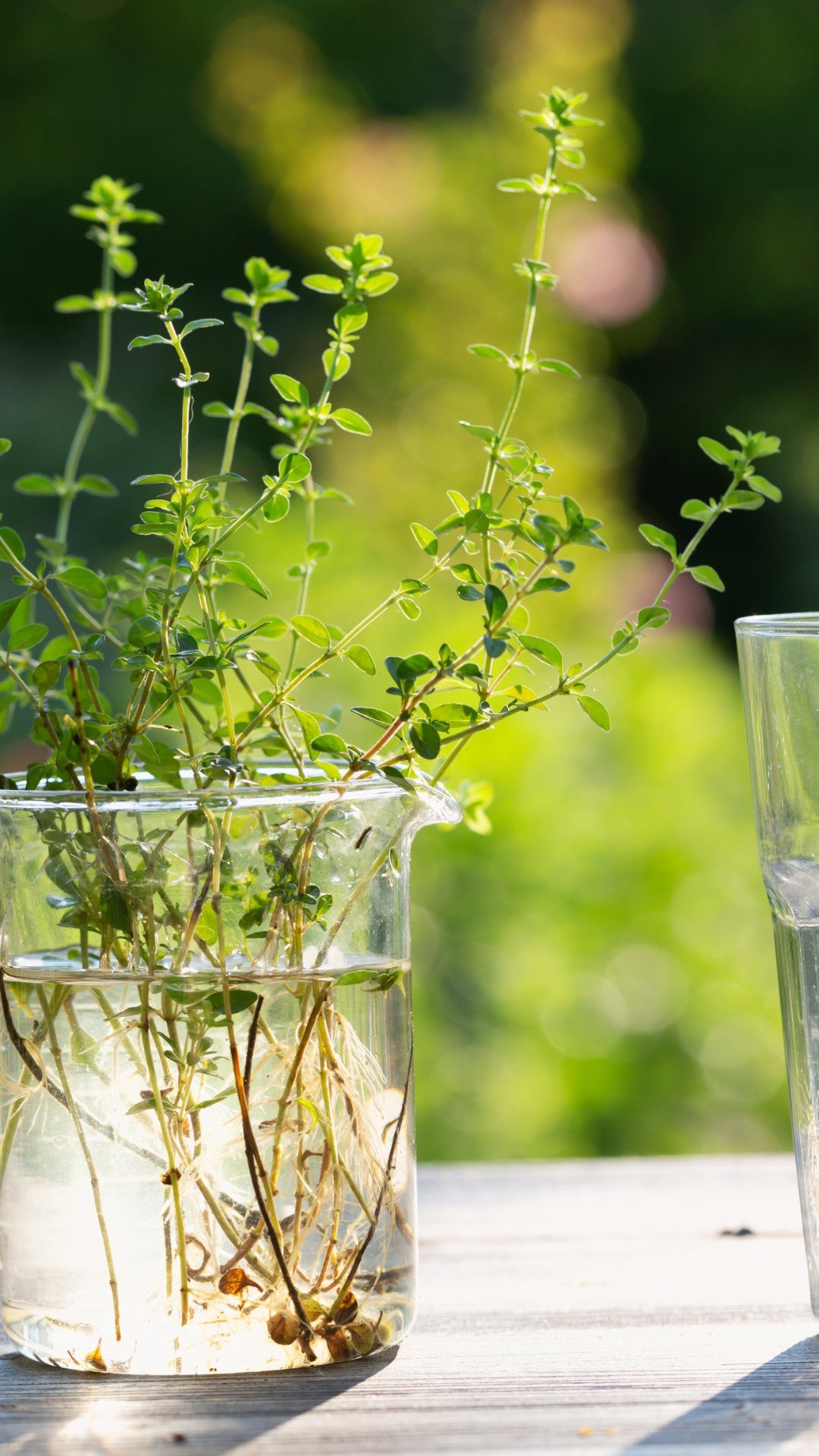 Thyme cuttings with roots growing in a clear glass pitcher of water outdoors.