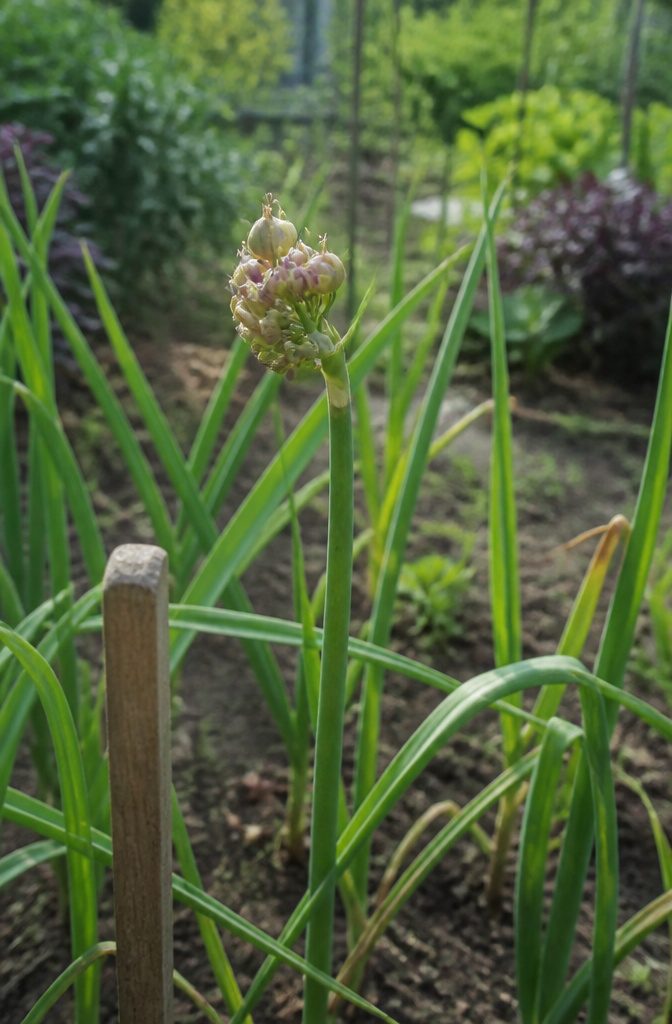How to Plant Garlic: 6 Steps from Soil Prep to Curing 9 Close-up of bulbils on a garlic plant's seed stalk.