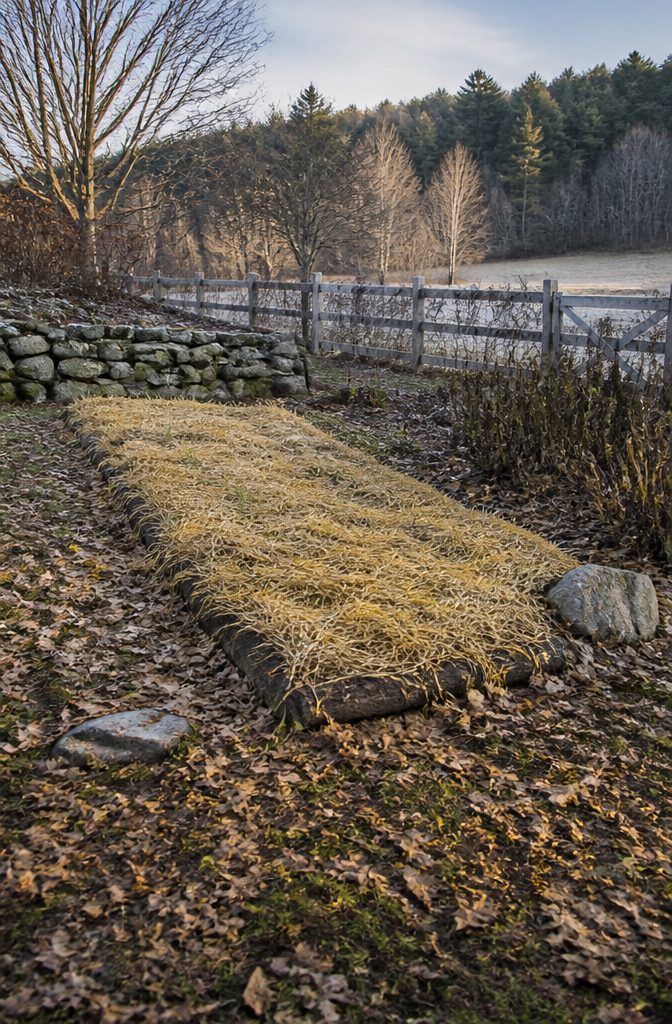 How to Plant Garlic: 6 Steps from Soil Prep to Curing 4 Straw mulch covering a garlic bed to retain moisture and prevent heaving.