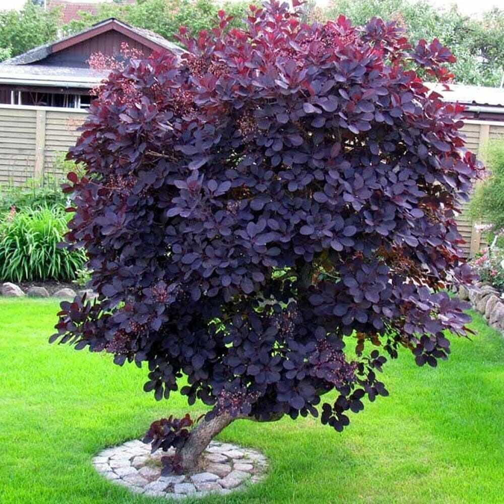 18 Large Yard Ideas for Patios, Pools, Outdoor Kitchens & More 10 A large shrub with deep purple leaves grows in a green lawn surrounded by stones.