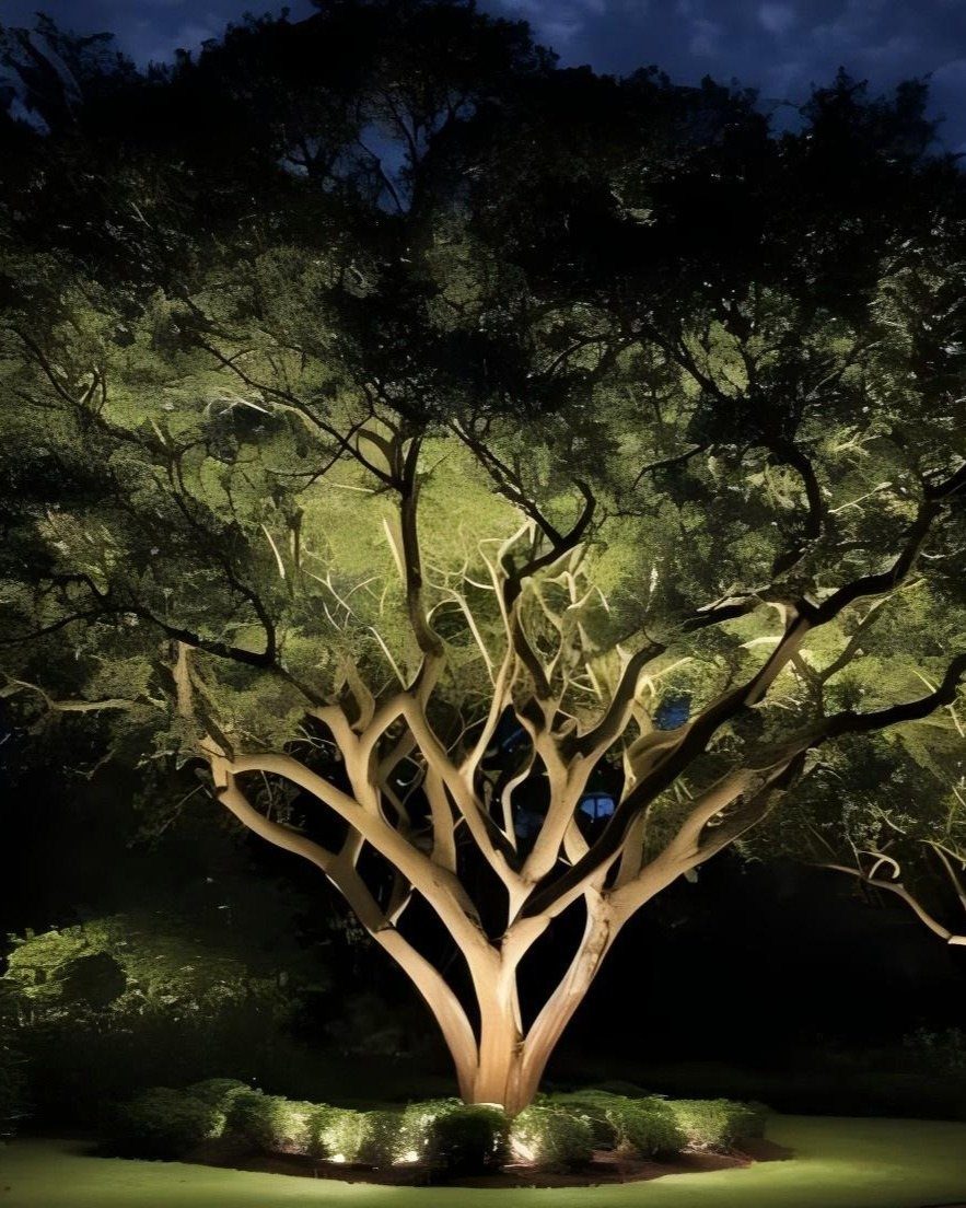 18 Large Yard Ideas for Patios, Pools, Outdoor Kitchens & More 2 Illuminated large tree with multiple trunks glowing under warm outdoor spotlights at night.