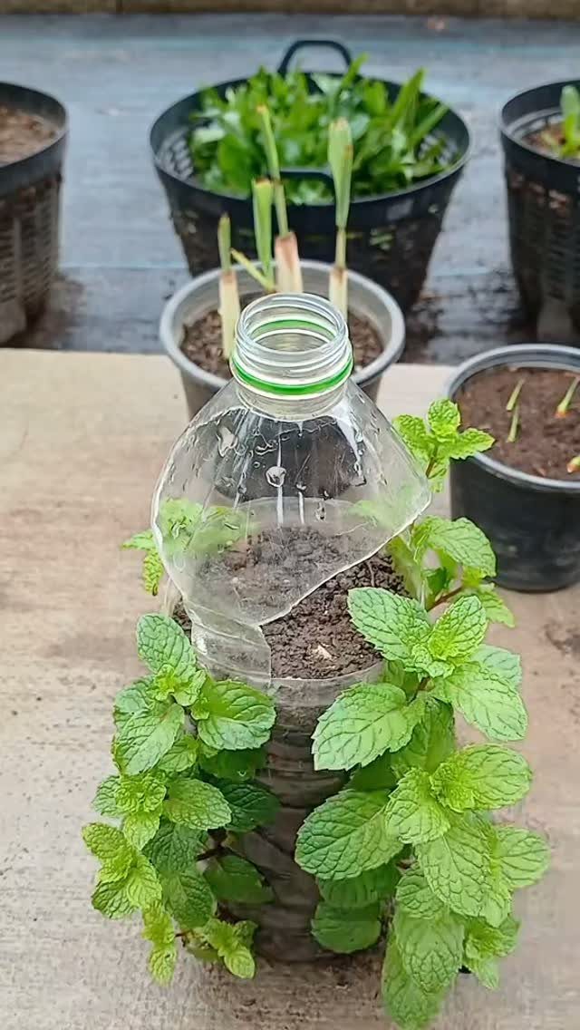 Low Planter Ideas: 8 Creative Designs for Small Spaces 5 A repurposed clear plastic bottle used as a small planter with growing green mint leaves.