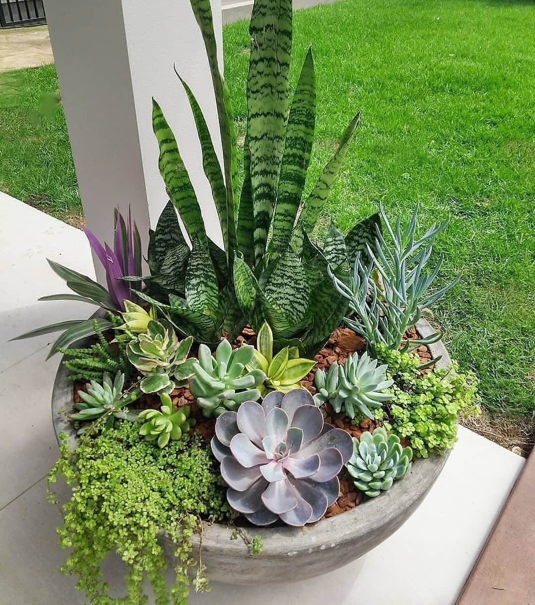 Low Planter Ideas: 8 Creative Designs for Small Spaces 4 A wide grey stone planter filled with diverse succulents and tall snake plants on a patio.