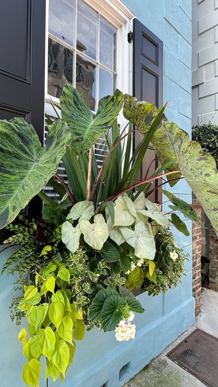 Low Planter Ideas: 8 Creative Designs for Small Spaces 2 Lush window box planter with large elephant ear leaves and trailing green plants on a blue wall.