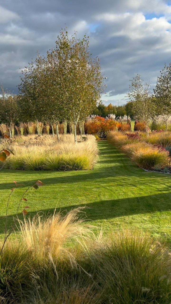 Modern Landscape Design: 12 Ideas for a Contemporary Yard 8 Ornamental grasses and birch trees arranged in layers within a modern landscaped garden.