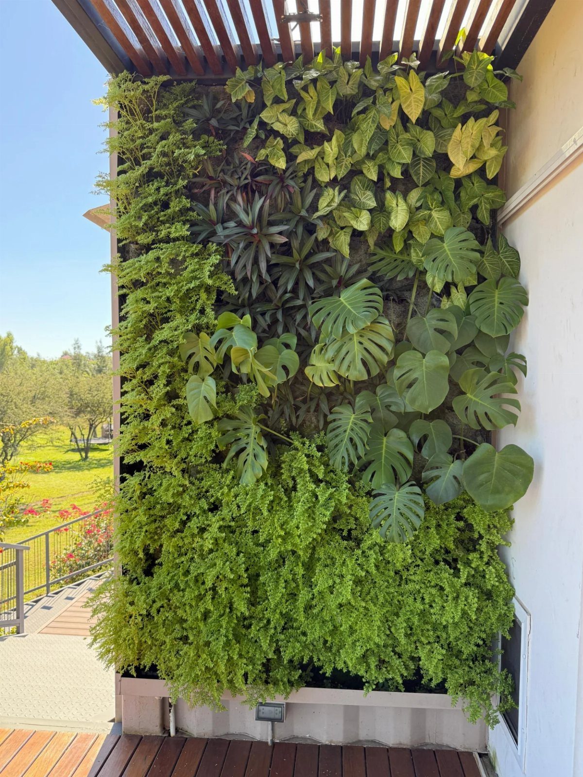 Modern Landscape Design: 12 Ideas for a Contemporary Yard 10 A lush vertical garden wall with monstera and ferns growing under a wooden pergola.