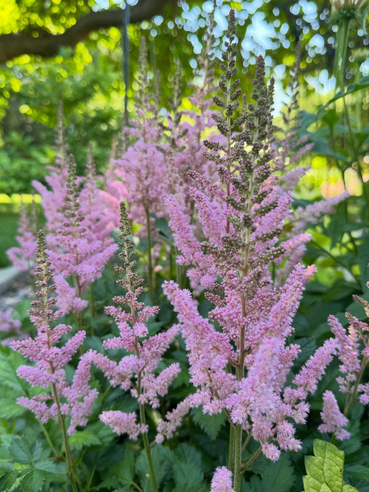 Pink Flower Garden: 23 Ideas for Soft to Bold Blooms 11 Pink feathery Astilbe flower plumes blooming in a lush green garden setting.