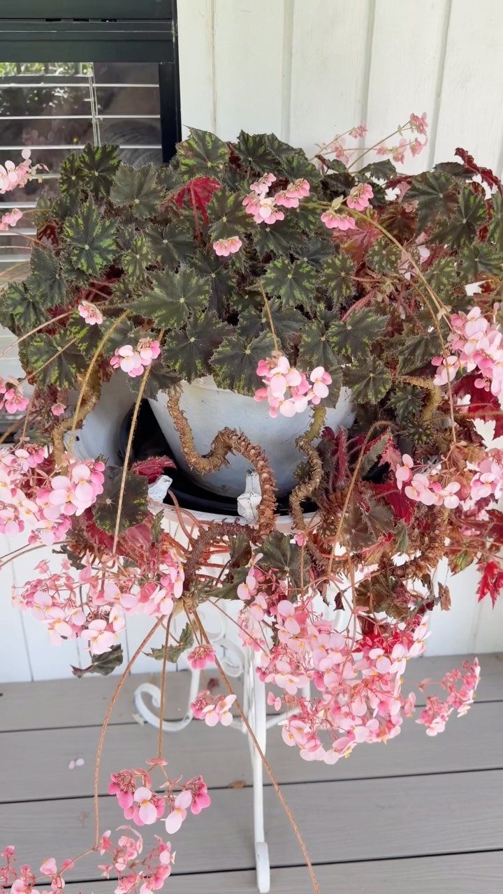 Pink Flower Garden: 23 Ideas for Soft to Bold Blooms 17 Pink begonias with dark green leaves cascading from a white decorative planter stand.