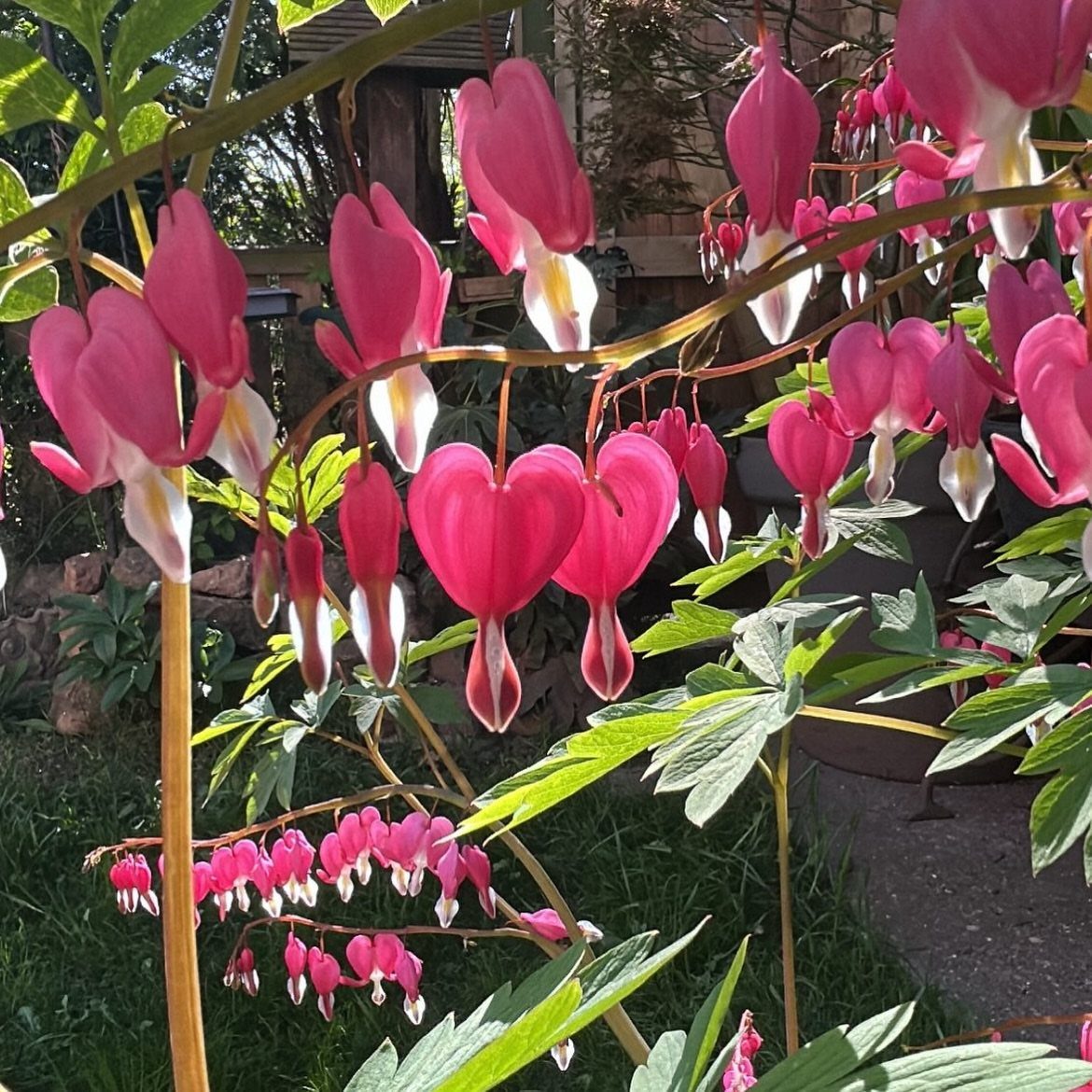 Pink Flower Garden: 23 Ideas for Soft to Bold Blooms 21 Pink heart-shaped bleeding heart flowers hanging from thin green stems in a garden.