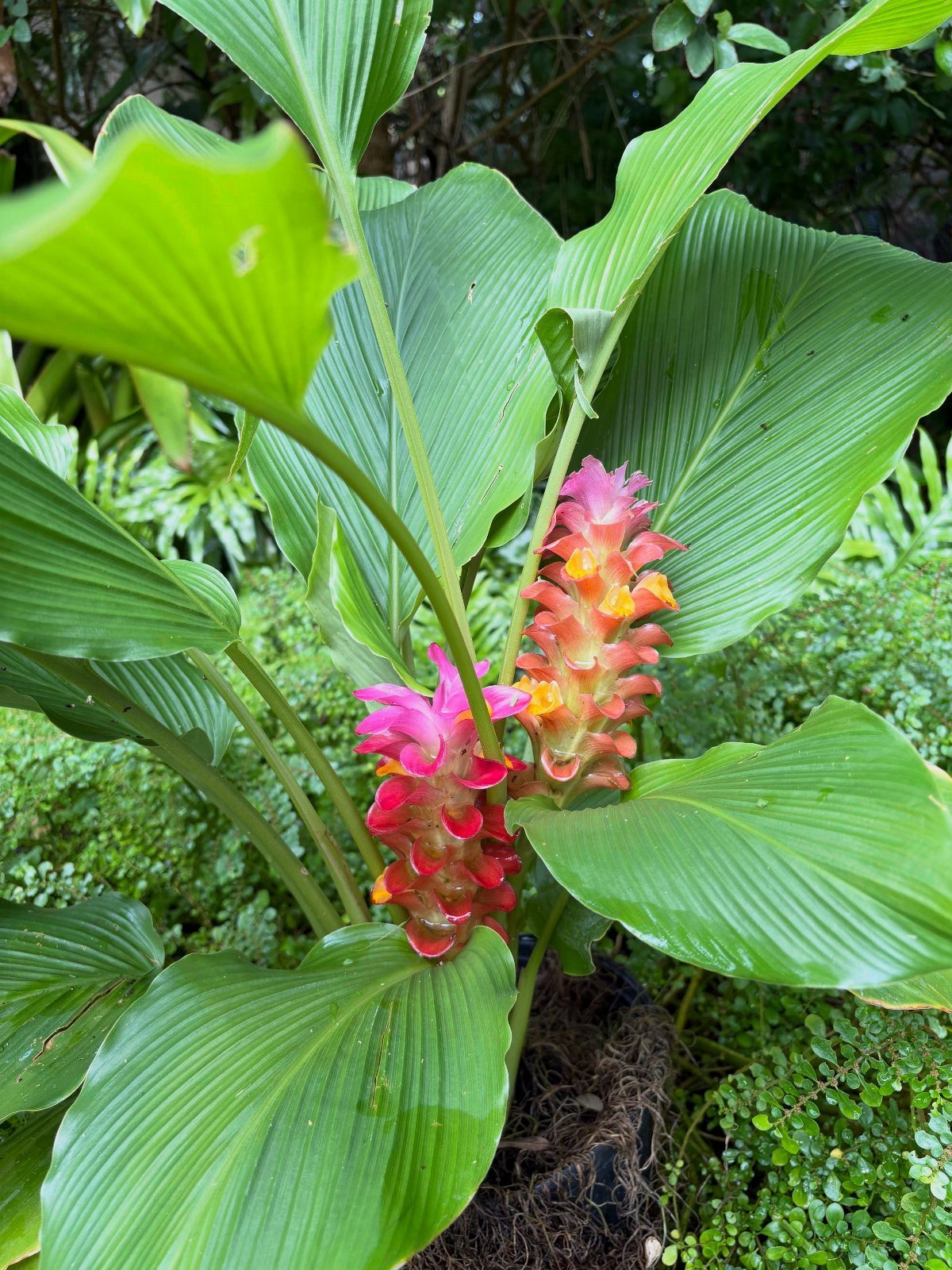 Pink Flower Garden: 23 Ideas for Soft to Bold Blooms 18 Curcuma plant with large green leaves and pink and orange cone-shaped flowers.